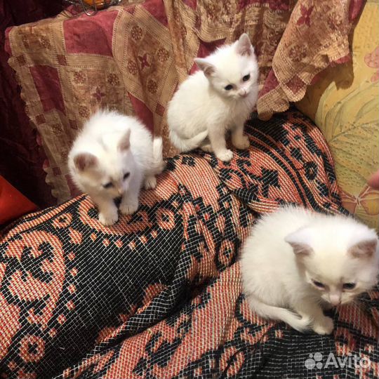 Милые котята в добрые руки