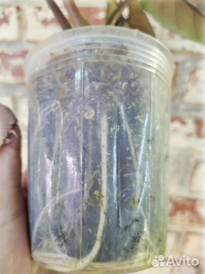 Алоказия Скальпрум