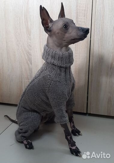 Одежда для собаки
