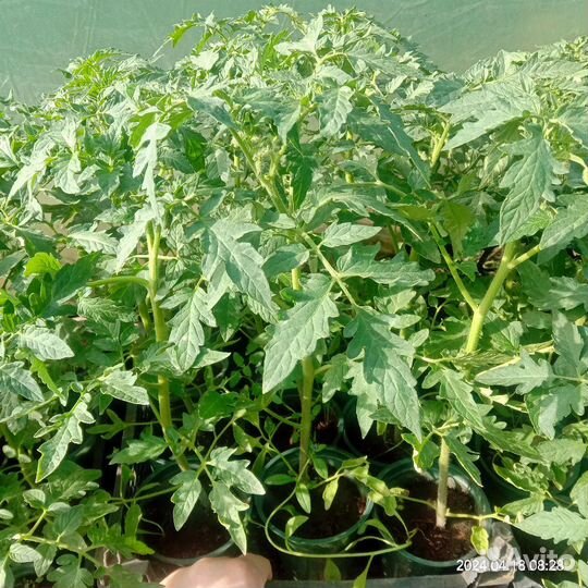 Продажа рассады