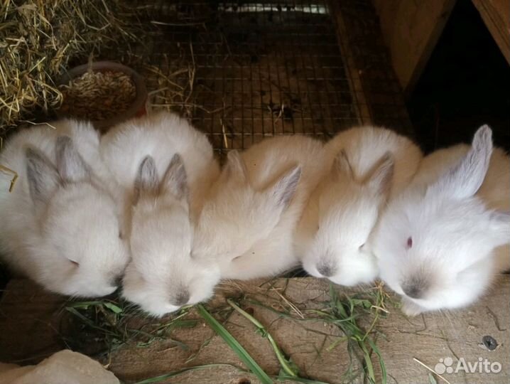 Крольчата Калифорния