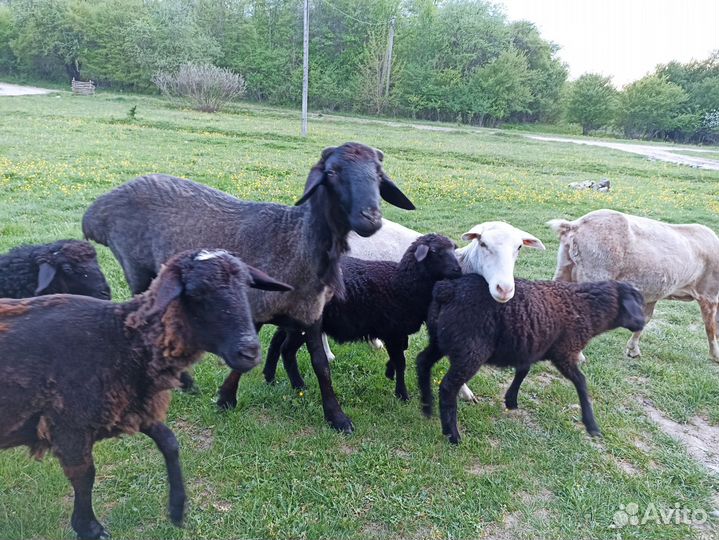 Овцы бараны ягнята