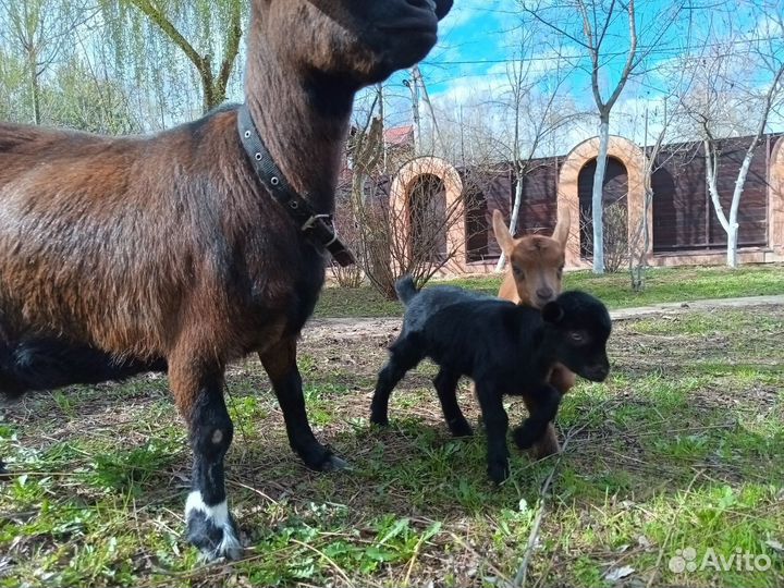 Камерунские козлята