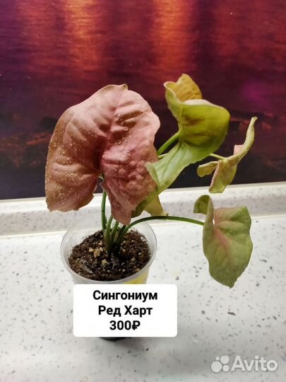 Комнатные растения