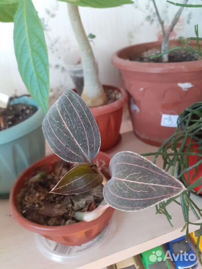 Лудизия, пуатсентия, молочай