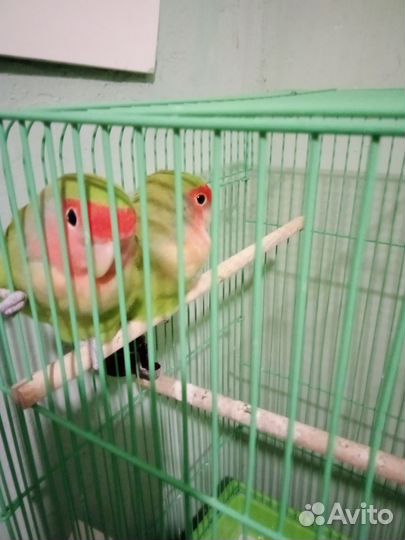 Попугай с клеткой