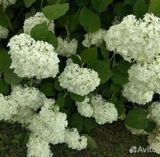Саженцы гортензия, папоротник, пион, эхинацея