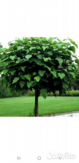 Редкие растения для сада