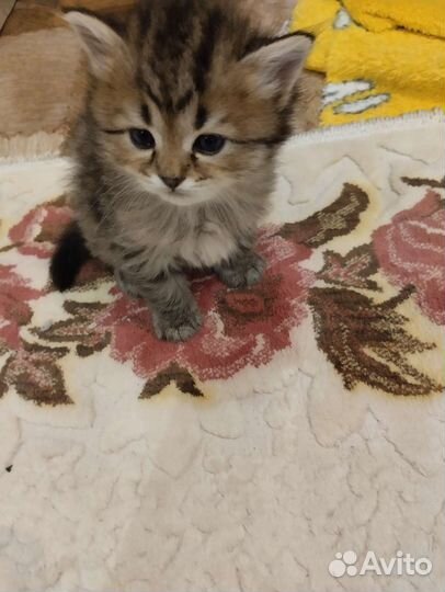 Персидская