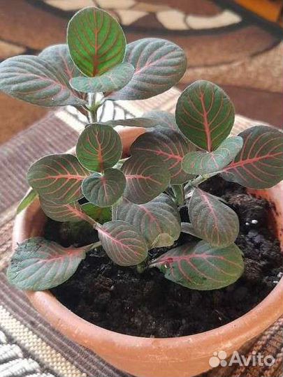 Фиттония Красножильчатая