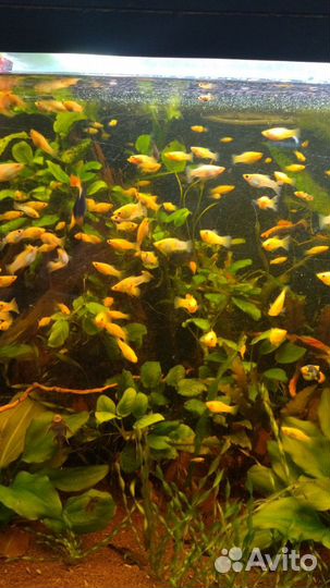 Аквариумные рыбки