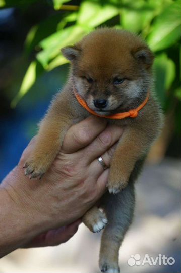 Сиба ину чудесные малышки