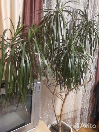 Драцена маргината окаймленная