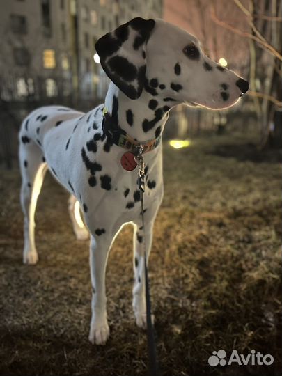 Собака долматин для фотосессии