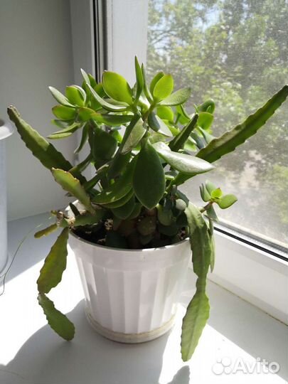 Декабрист, каланхоэ, цереус, филокактус и др