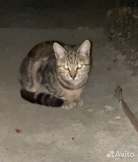 Котики в добрые руки