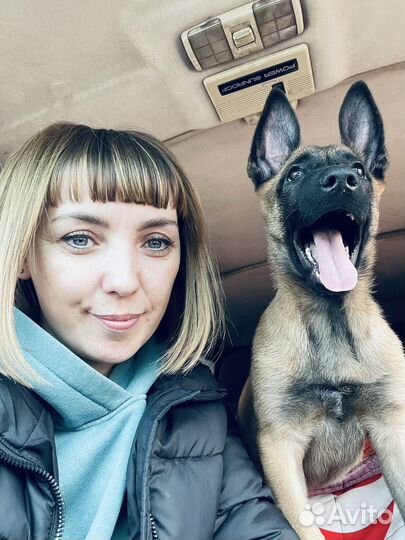 Щенки малинуа