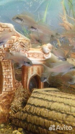 Аквариумные рыбки