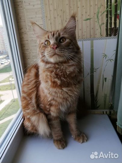 Золотой Мейнкун на вязку