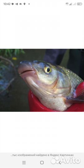 Рыба подуст