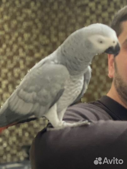 Говорящий попугай
