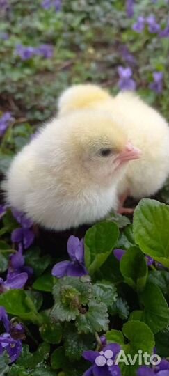 Цыплята суточные