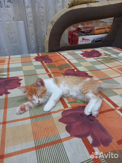 Котенок