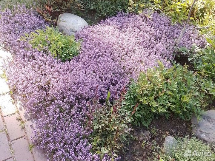 Чабрец для посадки