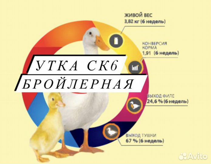Цыплята, утята
