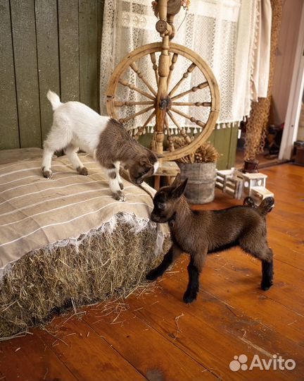 Козлёнок олененок в аренду для фото и праздника