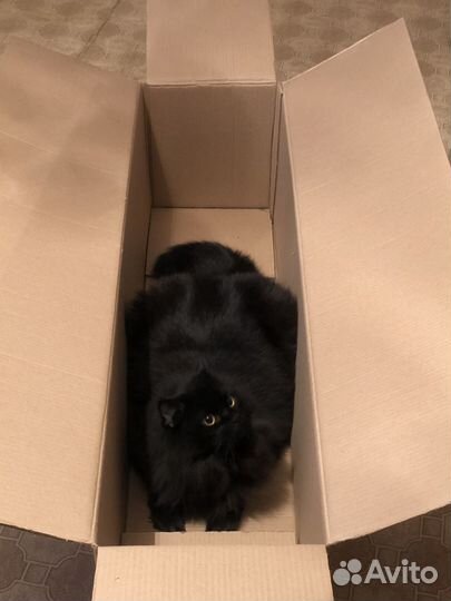 Домашние животные кошки