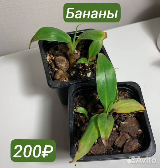 Белая и Розовая принцесса