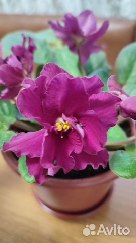 Цветущая фиалка