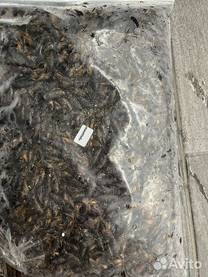 Замороженные сверчки