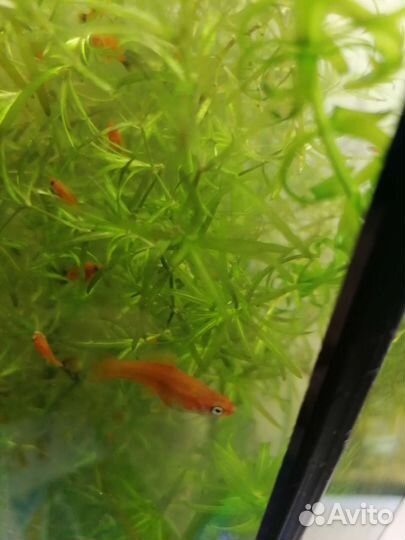 Рыба. Мальки меченосцы