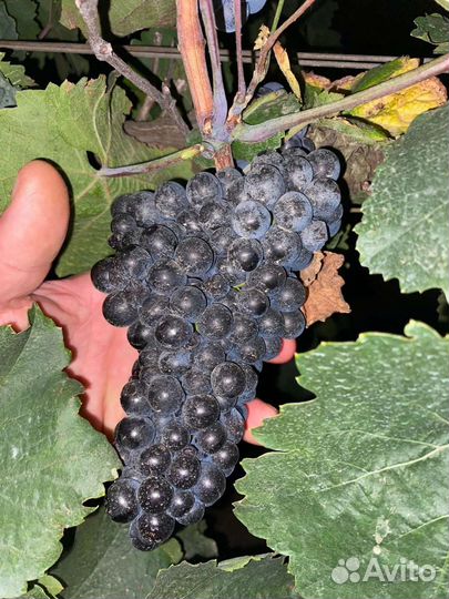 Виноград технический