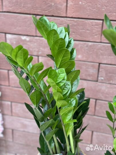 Замиокулькас emerald