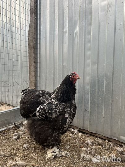 Цыплята пород: Орпингтон, Конхенхин, Русская хохл