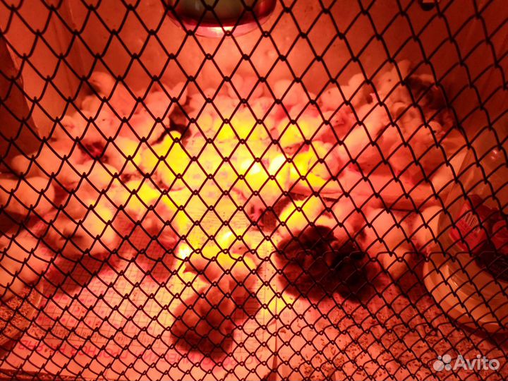 Цыплята коралл