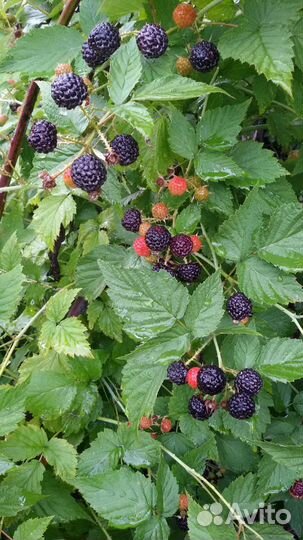 Саженцы черной малины Кумберленд