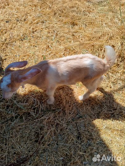 Продаю козочку
