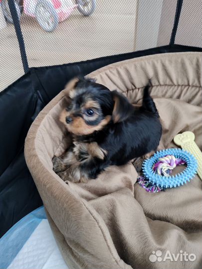 Йоркширский терьер (щенок, мальчик)