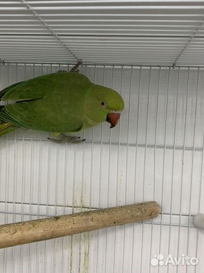 Ожереловый попугай