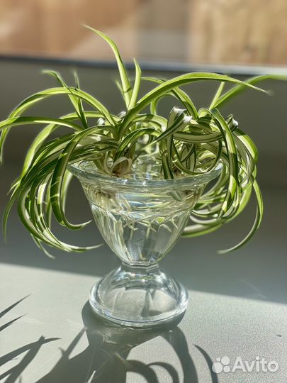 Хлорофитум