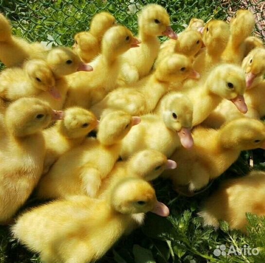 Утята, гусята, индюшата, цыплята бройлеры