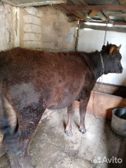 Продаётся тёлочка