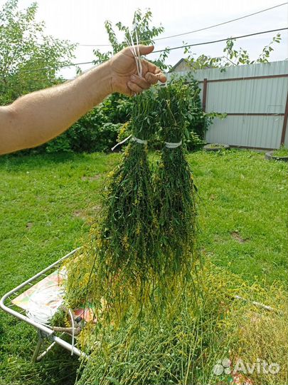 Травы для бани