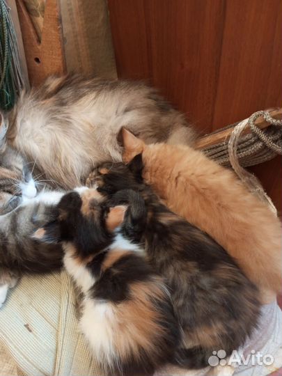 Котята сибирские