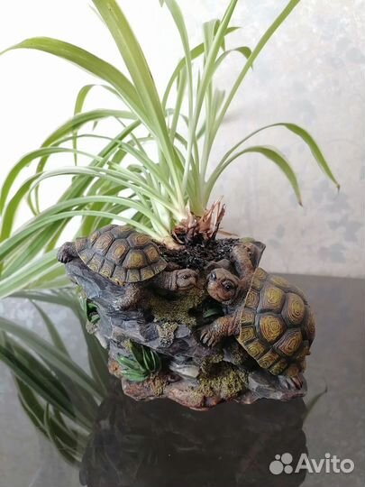 Хлорофитум хохлатый