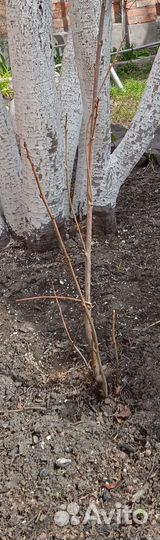 Саженцы черешня вишня
